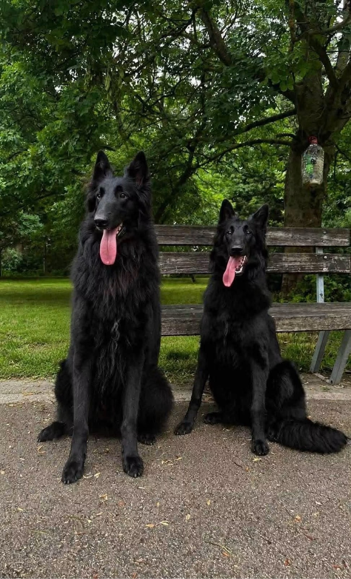 Pui Ciobănesc Belgian Groenendael cu pedigree FCI